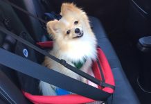Vai viajar com seu pet? Então, fique atento aos cuidados necessários Vai viajar com seu animal de estimação? Então, fique atento aos cuidados necessários
