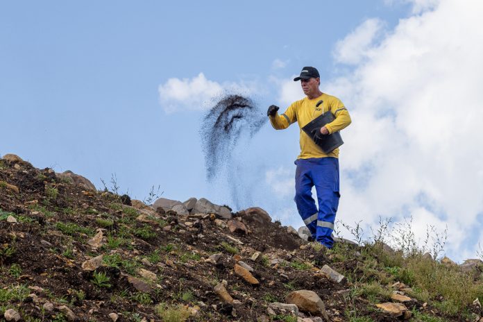 "Muvuca de sementes" é utilizada para recuperação de áreas degradadas na BR-285/RS "Muvuca de sementes" é utilizada para recuperação de áreas degradadas na BR-285/RS