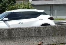 VÍDEO: Família de marrecos “encurralada” na BR-101/SC é salva pela PRF, em Tubarão VÍDEO: Família de marrecos "encurralada" na BR-101/SC é salva pela PRF, em Tubarão
