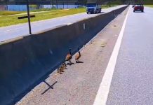 VÍDEO: Família de patos é “escoltada” para cruzar a Via Dutra, em Pinda (SP) VÍDEO: Família de patos é "escoltada" para cruzar a Via Dutra, em Pinda (SP)
