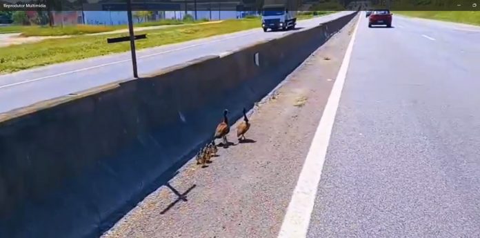 VÍDEO: Família de patos é "escoltada" para cruzar a Via Dutra, em Pinda (SP)