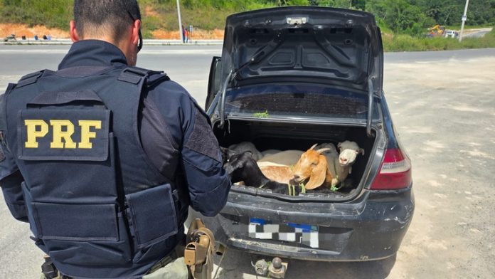 Cinco bodes são flagrados dentro de porta-malas de carro de locadora na BR-408/PE