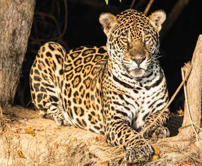 paisagem cultural sagrada de Kamukuwaká, sítio arqueológico tombado pelo Instituto do Patrimônio Histórico e Artístico Nacional (Iphan), região de relevância cultural associada ao Território Indígena do Xingu (TIX).