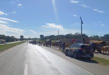 VÍDEO: Primeiro grupo de carros de boi cruza a BR-153 rumo a Trindade, em Goiás