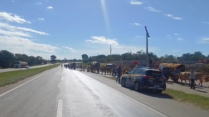 VÍDEO: Primeiro grupo de carros de boi cruza a BR-153 rumo a Trindade, em Goiás
