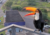 Tucano se exibe para câmera instalada em rodovia na região de Campinas(SP)