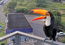 Tucano se exibe para câmera instalada em rodovia na região de Campinas (SP) Tucano se exibe para câmera instalada em rodovia na região de Campinas (SP)