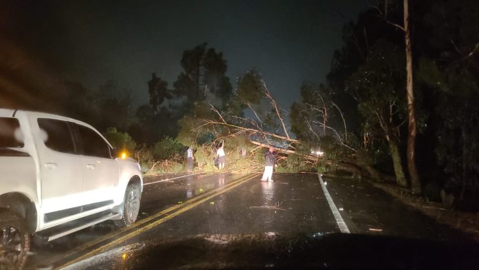 Rodovia Santa Catarina interditada queda de árvores