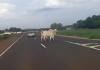 Motoqueiro e vaca morrem em acidente na rodovia SP-066/300, em Jundiaí Motoqueiro e vaca morrem em acidente na rodovia SP-066/300, em Jundiaí