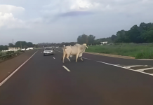 Motoqueiro e vaca morrem em acidente na rodovia SP-066/300, em Jundiaí