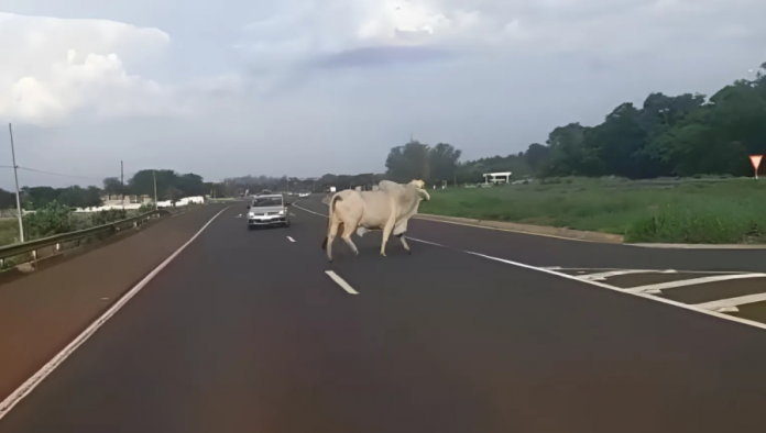 Motoqueiro e vaca morrem em acidente na rodovia SP-066/300, em Jundiaí